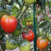 Купить семена Томат Гном Балет Мелани