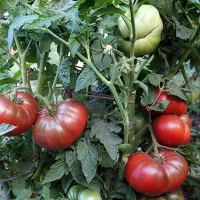 Купить семена Томат Гном Дикий Фред