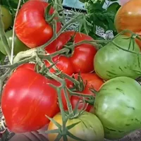 Купить семена Томат Гном Крапчатое сердце