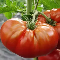 Купить семена Томат гном Тасманский шоколад (черные томаты)