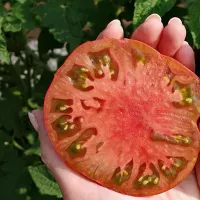 Купить семена Томат гном Тасманский шоколад (черные томаты)