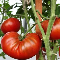 Купить семена Томат гном Тасманский шоколад (черные томаты)