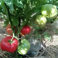 Купить семена Томат Гном Укус Змеи
