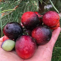 Купить семена Томат Гном Вишня мокко (Dwarf Mocha's Cherry)
