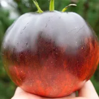 Купить семена томата Ибица Елены