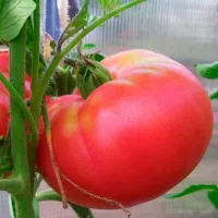 Купить семена Томат Колхозная королева