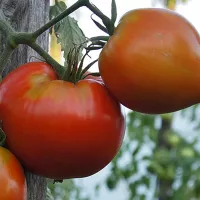 Купить семена Томат Корнеевский