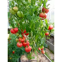 Купить семена Томат Король Кинг