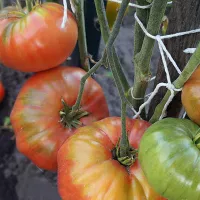 Купить семена Томат Лапоть минусинский