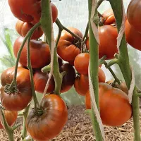 Купить семена Томат Леди браун