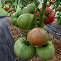 Купить семена томата Мастодонт
