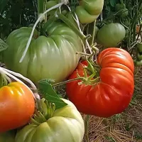 Купить семена Томат Минусинский гигант