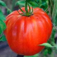 Купить семена Томат Минусинские бычки красные