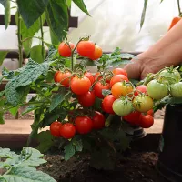 Купить семена Томат Пиноккио
