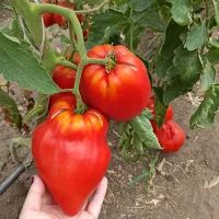 Купить семена Томат Подарок тетушки Сварло от Мязиной