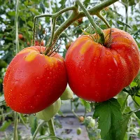 Купить семена Рейф Красное сердце