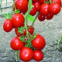 Купить семена Томат Роксет Гавриш из проф. упаковки