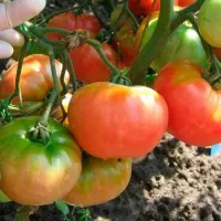 Купить семена Томат Русская душа