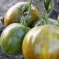 Купить семена томата Сердце Марши