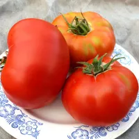 Купить семена Томат Серебристая Ель