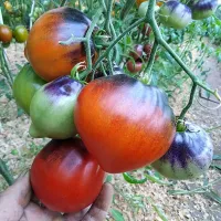 Купить семена Томат Сержант Пеппер Бронзовый