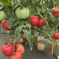 Купить семена Томат Штамбовый король от Сибирский сад