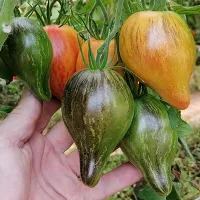 Купить семена Сладкая Карамель Софии
