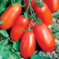 Купить семена Томат Улиссе