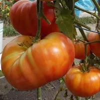 Купить семена томата Вифлеемский огонь