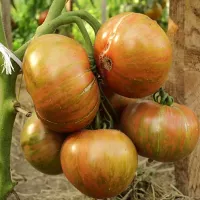 Купить семена Томат Всплеск Мокко (Mocha Splash)