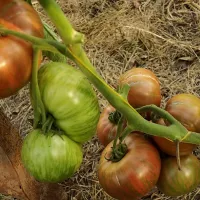 Купить семена Томат Всплеск Мокко (Mocha Splash)