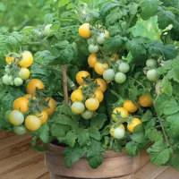 Купить Томат Желтая шапочка