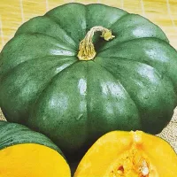 Купить семена тыквы крупноплодной Сластена