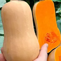 Купить семена тыкву Ореховое масло