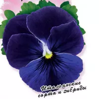 Купить семена Виола Пандора голубая луна