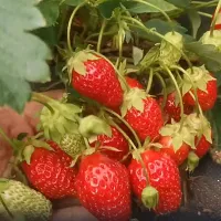 Купить семена Земляника Машенька