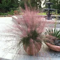 Купить семена Злаковые Мюленбергия волосовидная