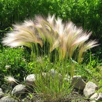 Купить семена Злаковые Ячмень Гривастый