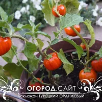 Купить семена Баклажан Турецкий оранжевый (круглый баклажан)
