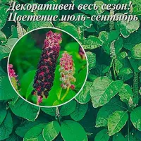 Купить семена Фитолакка Лаконос Бестселлер