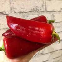 Купить семена Перец сладкий Китайская стена