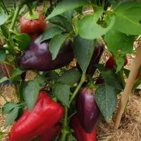 Купить семена Перец Лайлак Белл