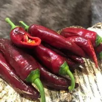 Купить семена Перец Маркони черный