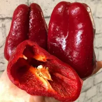 Купить семена Перец Нижегородец