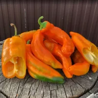 Купить семена Перец Рамиро оранжевый