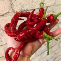 Купить семена Перец Змейка