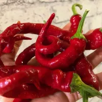 Купить семена Перец Змейка