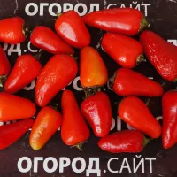 Купить семена семена перца Халапеньо