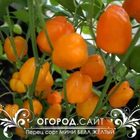 Купить семена Перец Мини Белл желтый