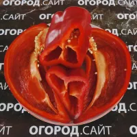 Купить семена Перец Паланичко чудо